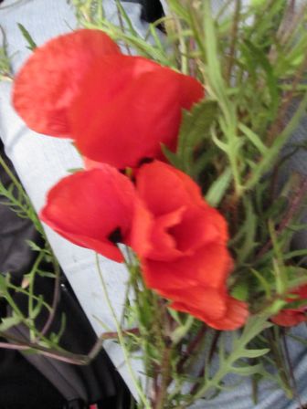 coquelicots028.JPG
